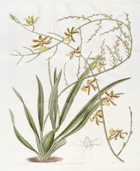 Illustration of Oncidium altissimum (Jacq.) Sw. (This drawing is NOT Oncidium baueri, see disambiguation page Oncidium altissimum)